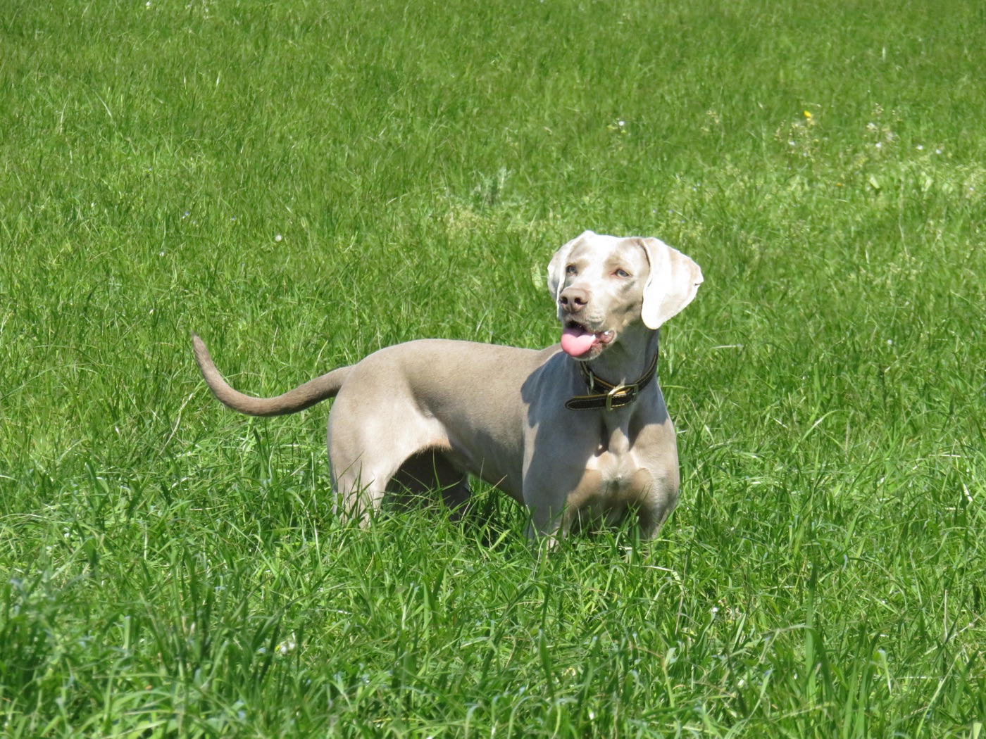 Nourriture pour chiens